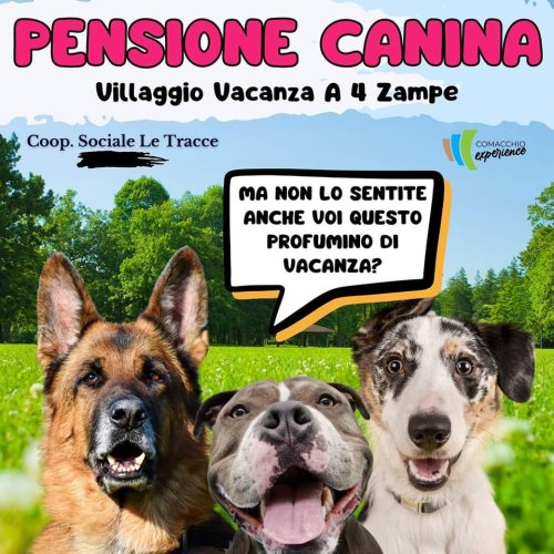 Asilo per Cani ! 